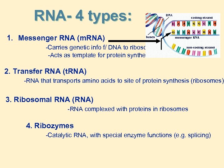 RNA- 4 types: 1. Messenger RNA (m. RNA) -Carries genetic info f/ DNA to