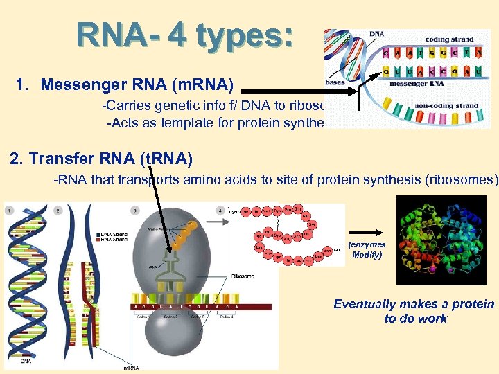 RNA- 4 types: 1. Messenger RNA (m. RNA) -Carries genetic info f/ DNA to
