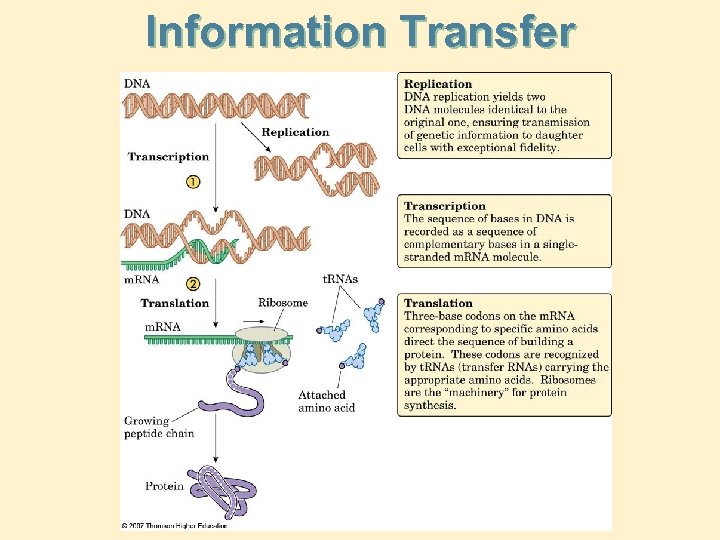 Information Transfer 