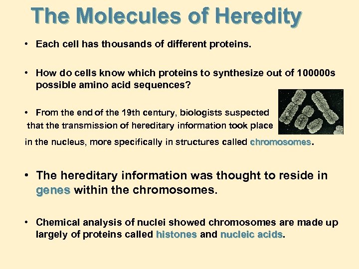 The Molecules of Heredity • Each cell has thousands of different proteins. • How