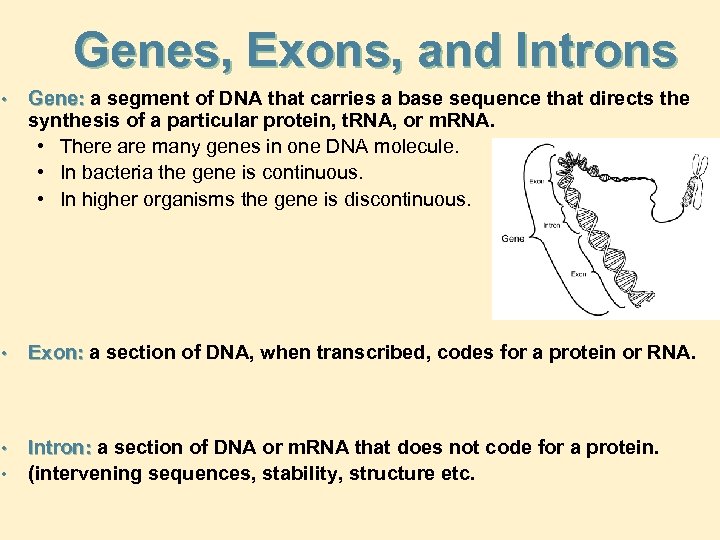 Genes, Exons, and Introns • Gene: a segment of DNA that carries a base