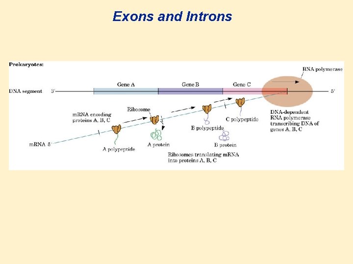 Exons and Introns 