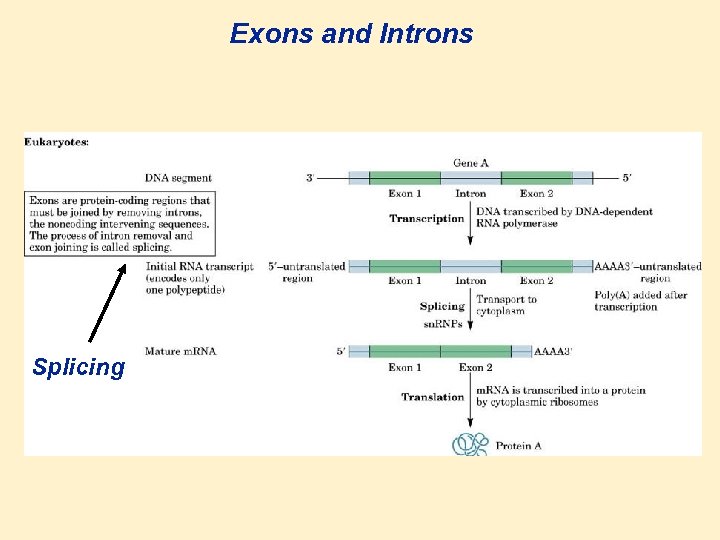 Exons and Introns Splicing 