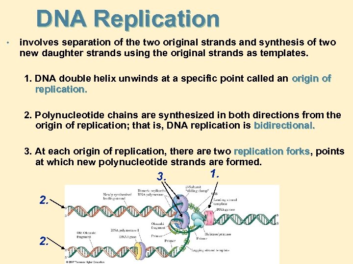 DNA Replication • involves separation of the two original strands and synthesis of two