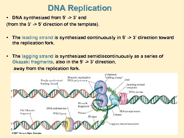 DNA Replication • DNA synthesized from 5’ -> 3’ end (from the 3’ ->