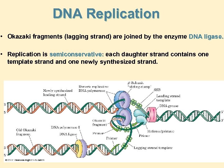 DNA Replication • Okazaki fragments (lagging strand) are joined by the enzyme DNA ligase.