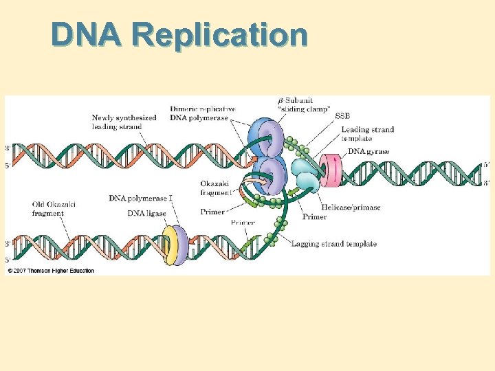 DNA Replication 