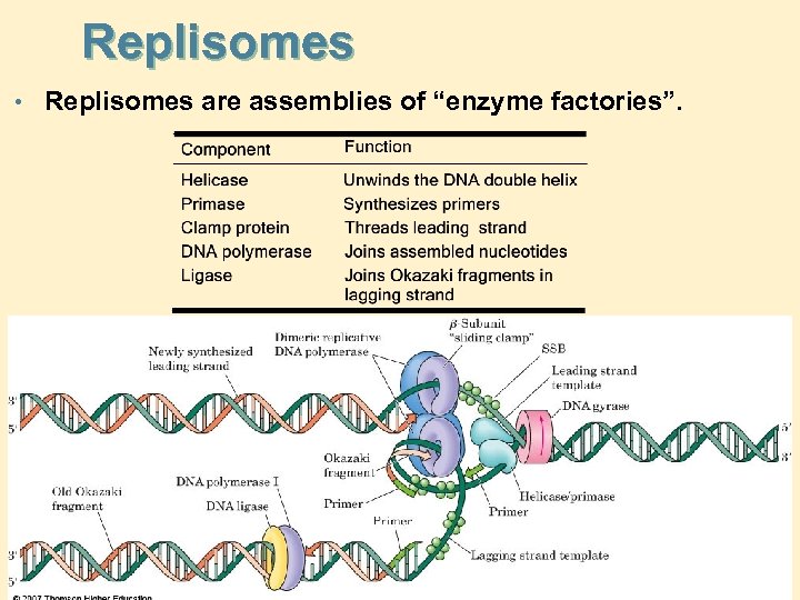 Replisomes • Replisomes are assemblies of “enzyme factories”. 