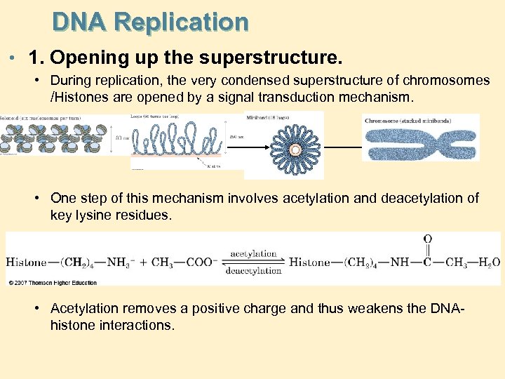 DNA Replication • 1. Opening up the superstructure. • During replication, the very condensed