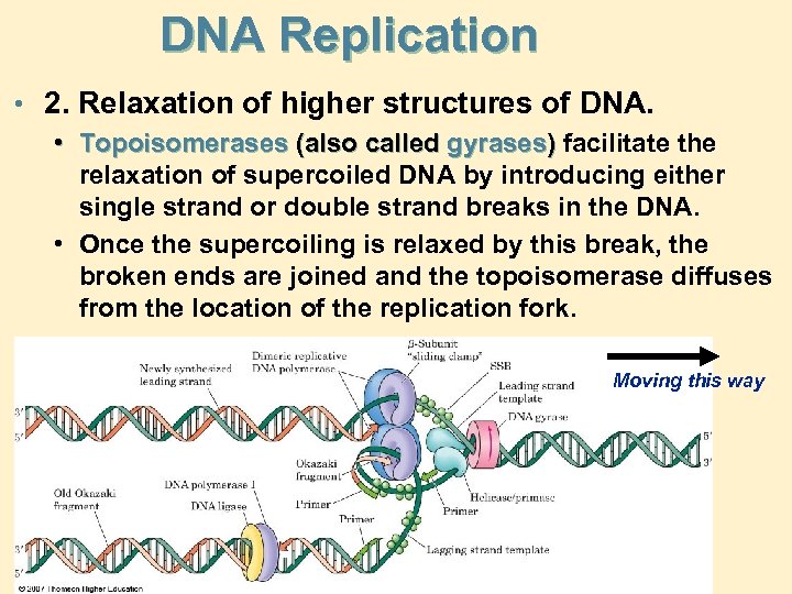 DNA Replication • 2. Relaxation of higher structures of DNA. • Topoisomerases (also called