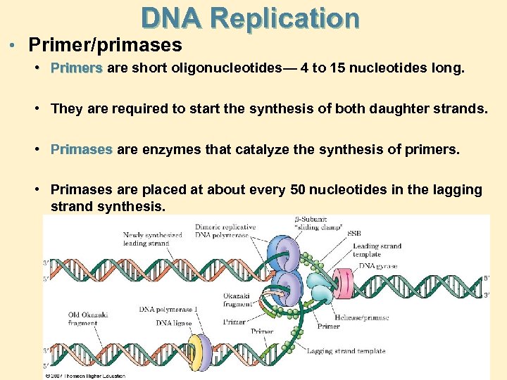 DNA Replication • Primer/primases • Primers are short oligonucleotides— 4 to 15 nucleotides long.