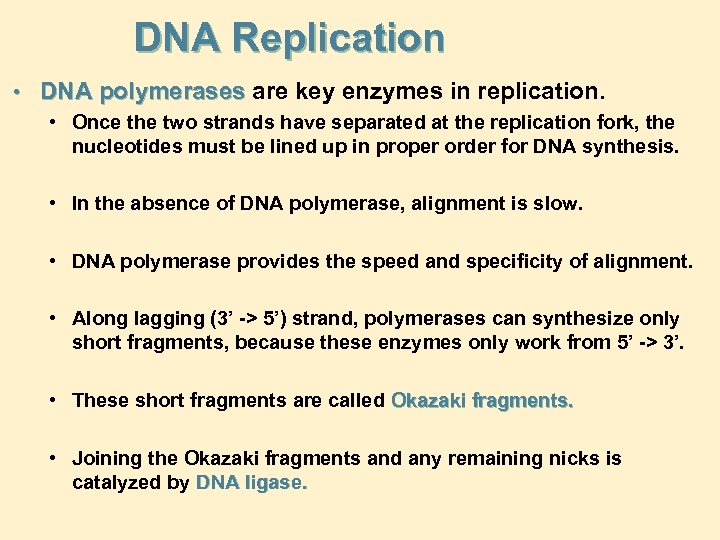 DNA Replication • DNA polymerases are key enzymes in replication. • Once the two