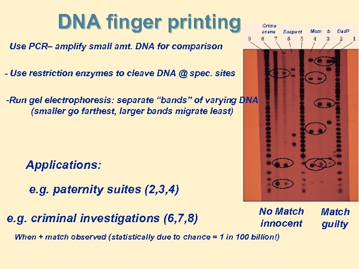 DNA finger printing Crime scene Suspect Mom b Dad? Use PCR– amplify small amt.