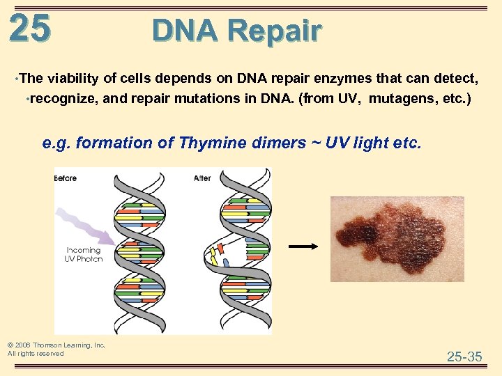 25 DNA Repair • The viability of cells depends on DNA repair enzymes that