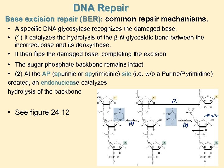 DNA Repair Base excision repair (BER): common repair mechanisms. (BER) • A specific DNA