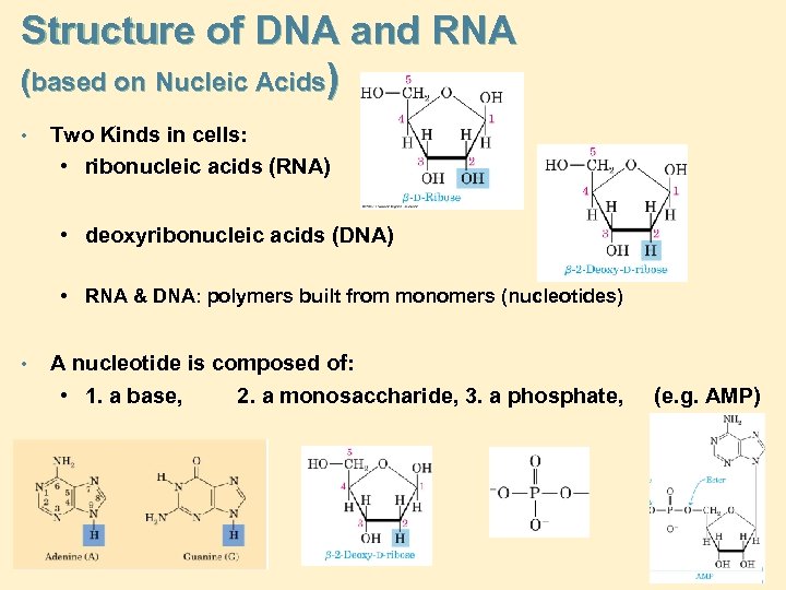 Structure of DNA and RNA (based on Nucleic Acids) • Two Kinds in cells: