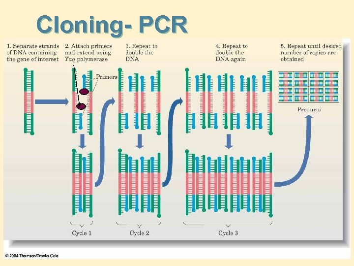 Cloning- PCR 
