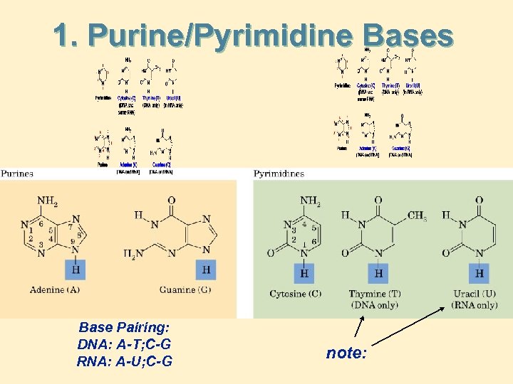 1. Purine/Pyrimidine Bases Base Pairing: DNA: A-T; C-G RNA: A-U; C-G note: 