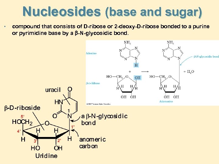 Nucleosides (base and sugar) • compound that consists of D-ribose or 2 -deoxy-D-ribose bonded