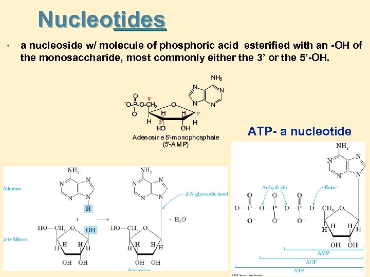 Nucleotides • a nucleoside w/ molecule of phosphoric acid esterified with an -OH of