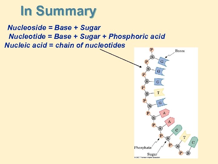 In Summary Nucleoside = Base + Sugar Nucleotide = Base + Sugar + Phosphoric