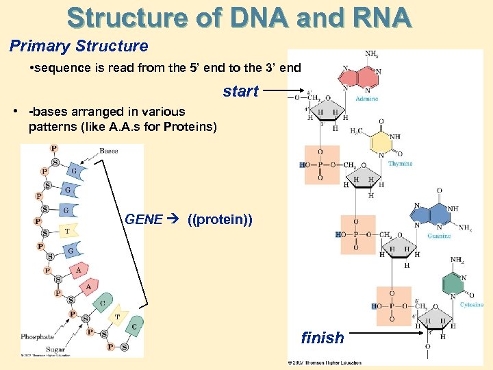 Structure of DNA and RNA Primary Structure • sequence is read from the 5’