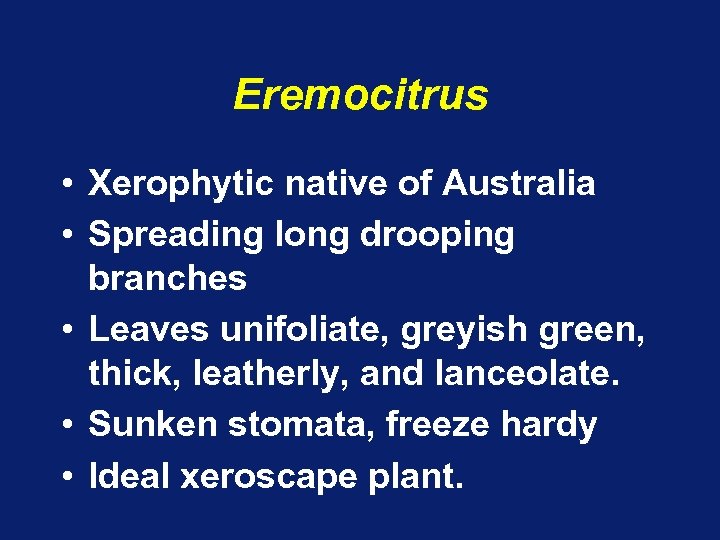 Eremocitrus • Xerophytic native of Australia • Spreading long drooping branches • Leaves unifoliate,