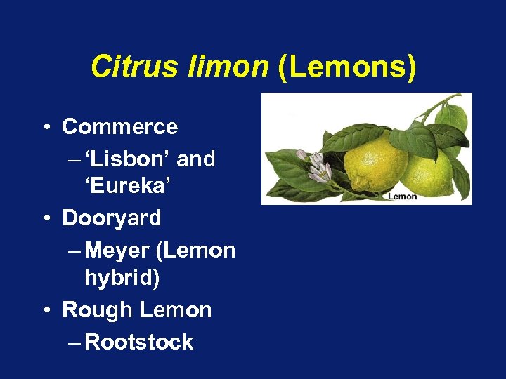 Citrus limon (Lemons) • Commerce – ‘Lisbon’ and ‘Eureka’ • Dooryard – Meyer (Lemon