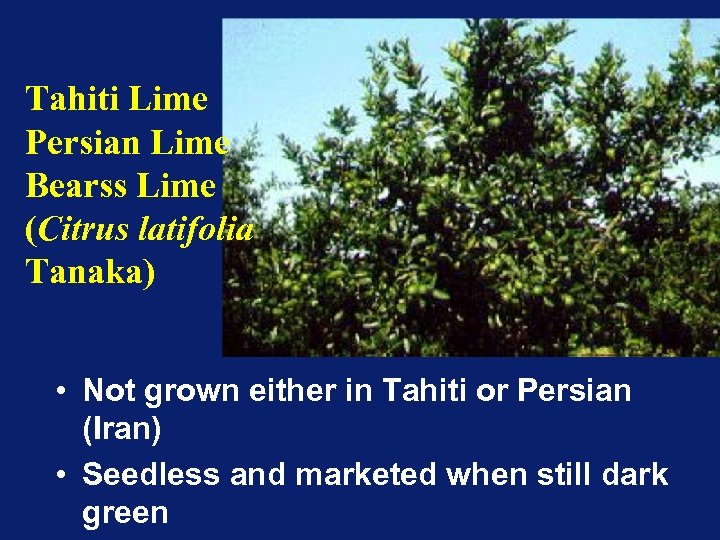 Tahiti Lime Persian Lime Bearss Lime (Citrus latifolia Tanaka) • Not grown either in