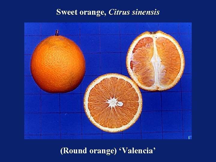 Sweet orange, Citrus sinensis (Round orange) ‘Valencia’ 