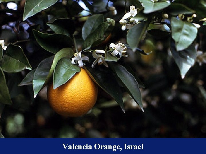 Valencia Orange, Israel 