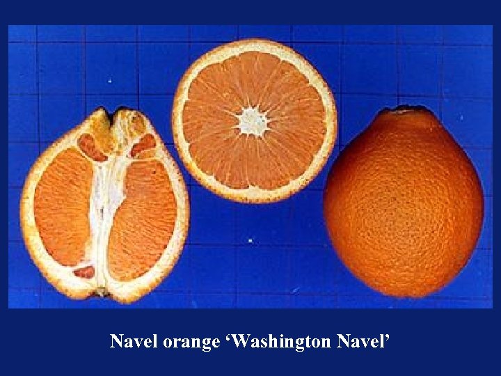 Navel orange ‘Washington Navel’ 