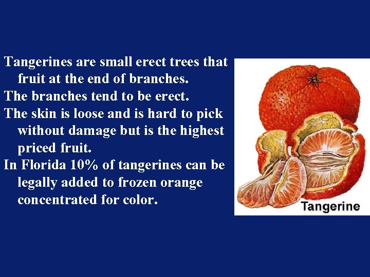 Tangerines are small erect trees that fruit at the end of branches. The branches