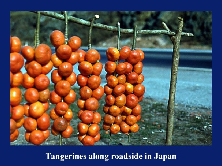 Tangerines along roadside in Japan 