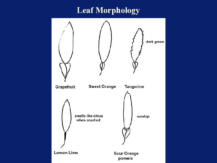 Leaf Morphology 