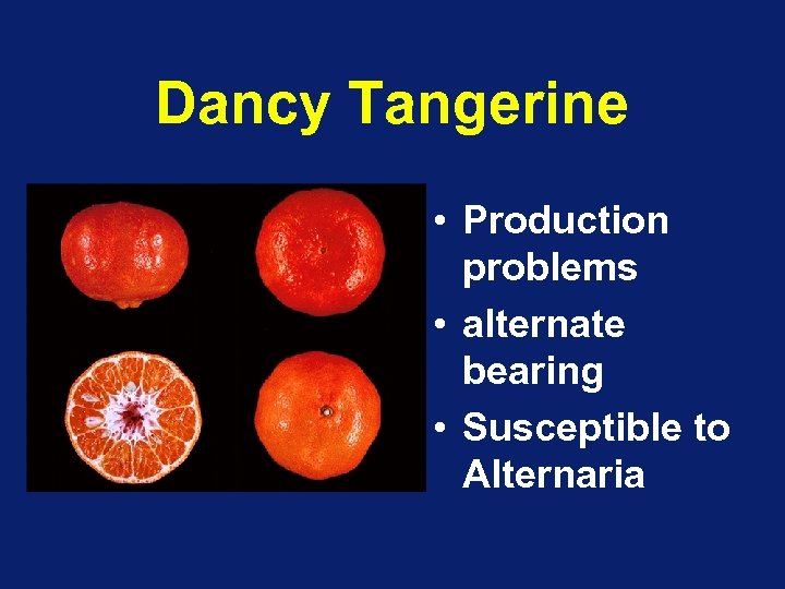 Dancy Tangerine • Production problems • alternate bearing • Susceptible to Alternaria 