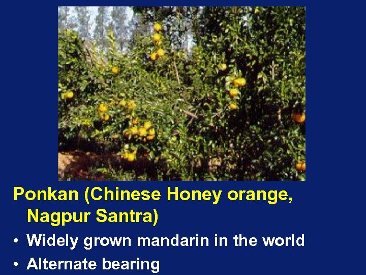 Ponkan (Chinese Honey orange, Nagpur Santra) • Widely grown mandarin in the world •