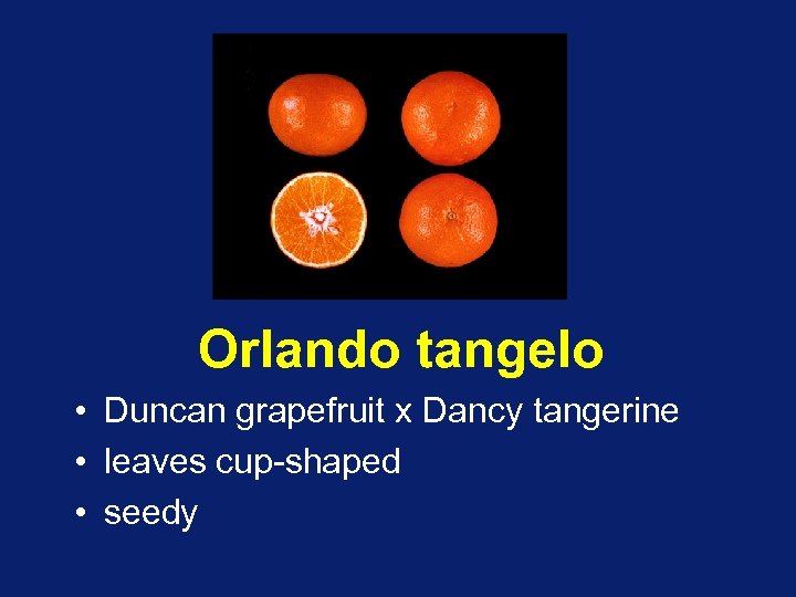 Orlando tangelo • Duncan grapefruit x Dancy tangerine • leaves cup-shaped • seedy 