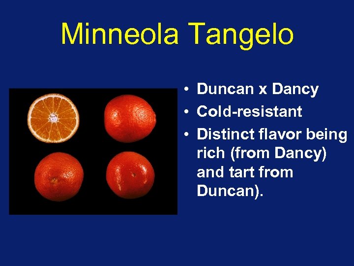 Minneola Tangelo • Duncan x Dancy • Cold-resistant • Distinct flavor being rich (from