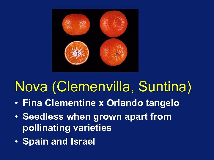 Nova (Clemenvilla, Suntina) • Fina Clementine x Orlando tangelo • Seedless when grown apart