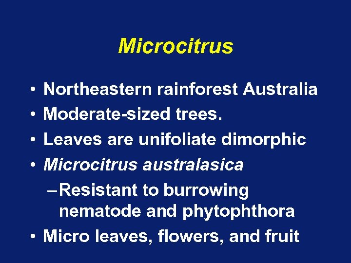 Microcitrus • • Northeastern rainforest Australia Moderate-sized trees. Leaves are unifoliate dimorphic Microcitrus australasica