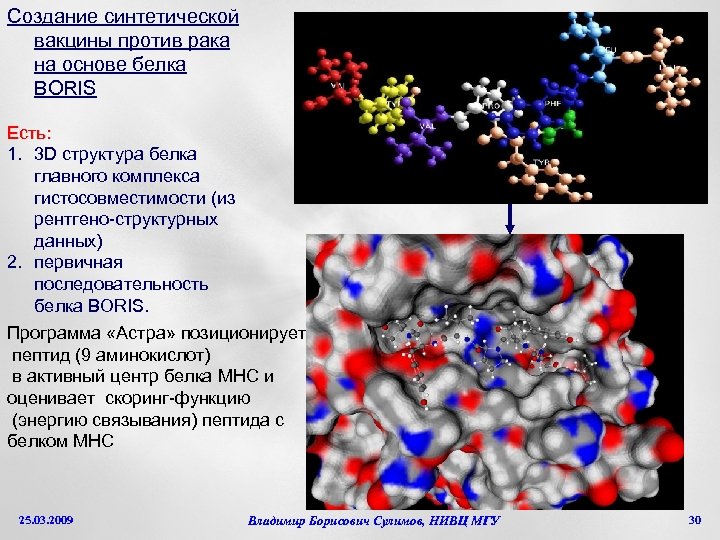 Создание синтетической вакцины против рака на основе белка BORIS Есть: 1. 3 D структура