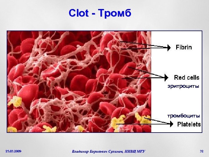 Clot - Тромб эритроциты тромбоциты 25. 03. 2009 Владимир Борисович Сулимов, НИВЦ МГУ 32