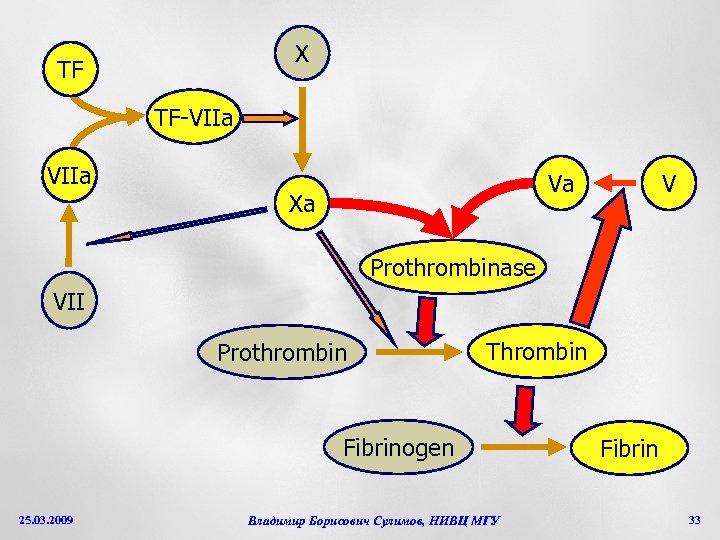 X TF TF-VIIa Va Xa V Prothrombinase VII Prothrombin Thrombin Fibrinogen 25. 03. 2009