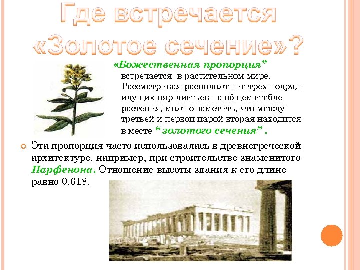  «Божественная пропорция” встречается в растительном мире. Рассматривая расположение трех подряд идущих пар листьев
