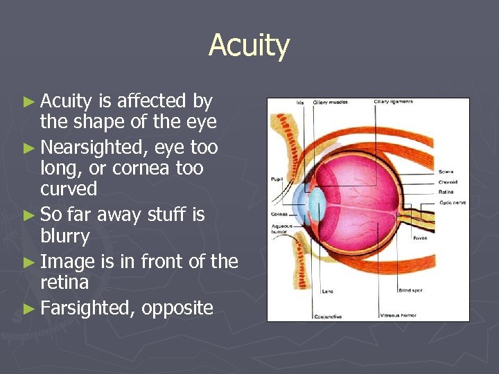Acuity ► Acuity is affected by the shape of the eye ► Nearsighted, eye
