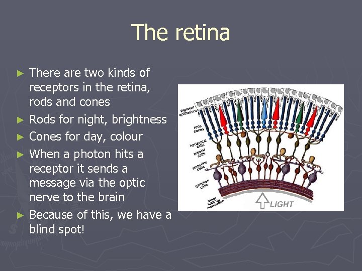 The retina There are two kinds of receptors in the retina, rods and cones