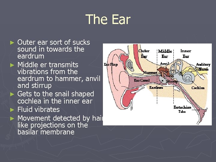 The Ear Outer ear sort of sucks sound in towards the eardrum ► Middle