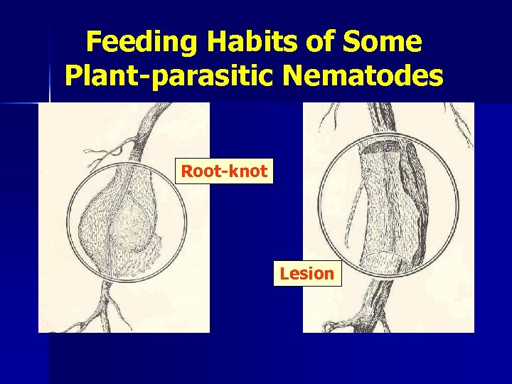 Feeding Habits of Some Plant-parasitic Nematodes Root-knot Lesion 