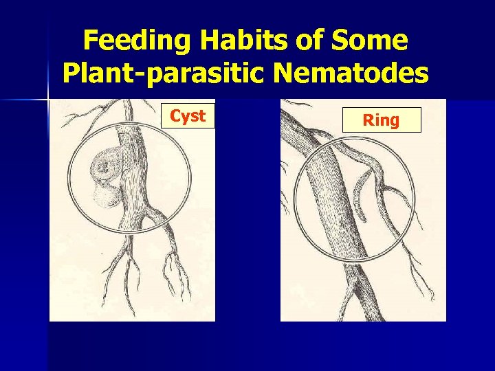Feeding Habits of Some Plant-parasitic Nematodes Cyst Ring 